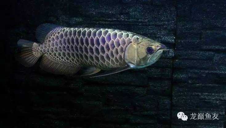 养龙三部曲，你学会了吗？