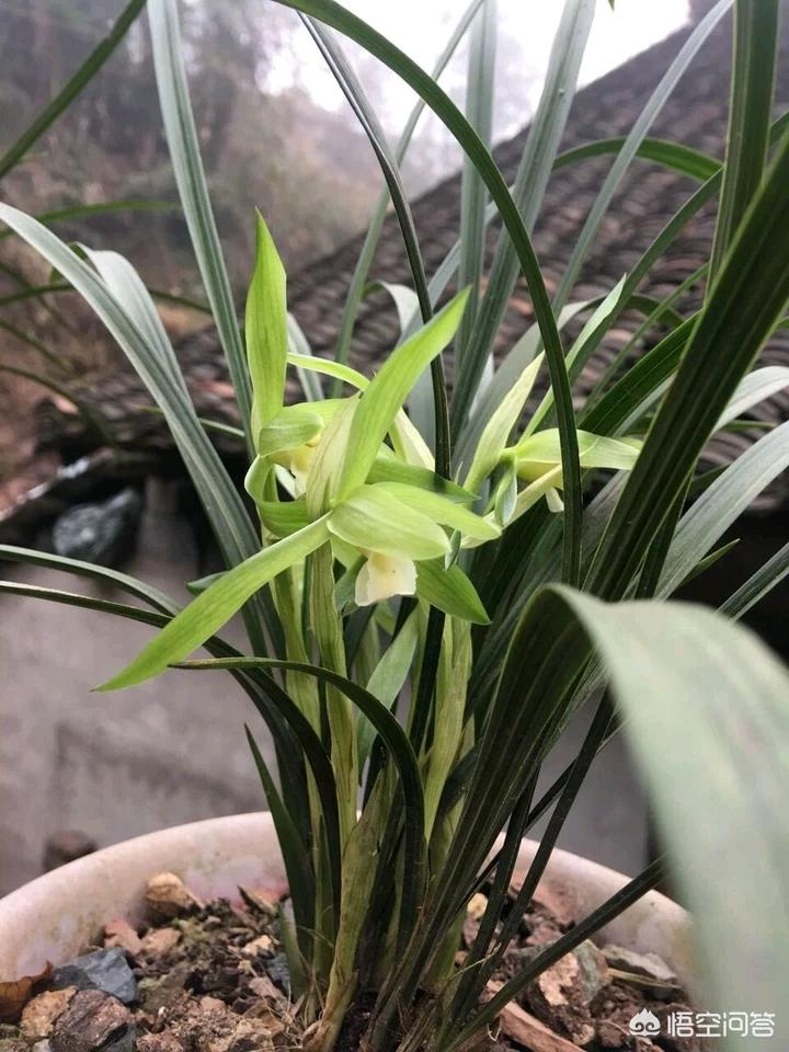 八月份出花苞的兰花注意什么,兰花十月份就出花苞了是什么兰花