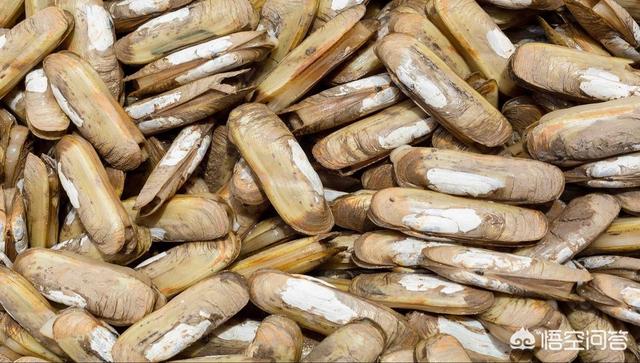 让唐玄宗吃了都念念不忘的菜肴：西施舌，正确做法