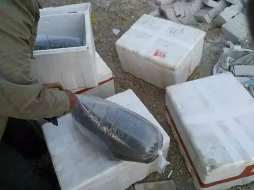 虾难养、鱼价低，广西合浦养殖户尝试转养台湾泥鳅