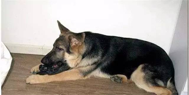 就因为主人买了一双拖鞋回来，这狗就疯了！