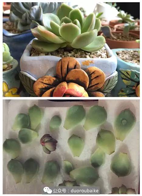 2年的多肉怎么修根换盆,多肉损失惨重的表现