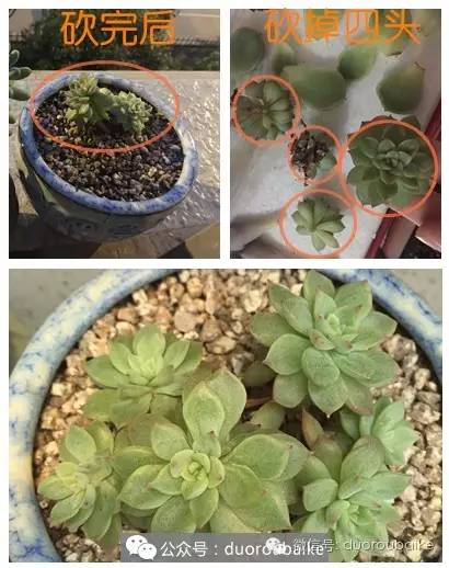 2年的多肉怎么修根换盆,多肉损失惨重的表现