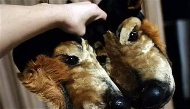 就因为主人买了一双拖鞋回来，这狗就疯了！