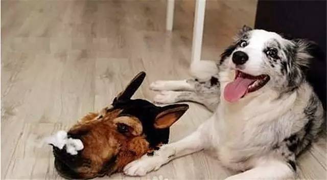 就因为主人买了一双拖鞋回来，这狗就疯了！