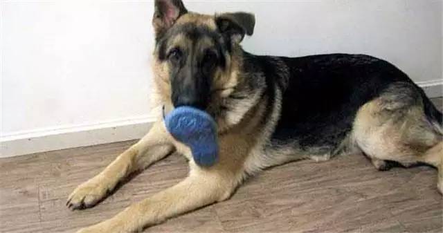 就因为主人买了一双拖鞋回来，这狗就疯了！