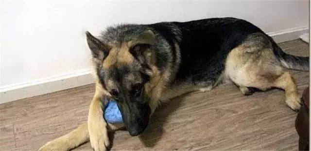 就因为主人买了一双拖鞋回来，这狗就疯了！