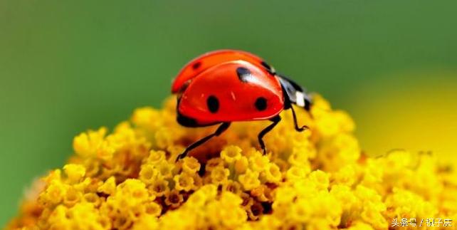 蜗牛在农业是害虫还是益虫,益虫防治害虫的方法有哪些