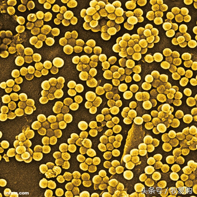 狗狗脓皮症掉毛最有效的治疗办法,狗狗得了皮肤病能够抹药膏吗