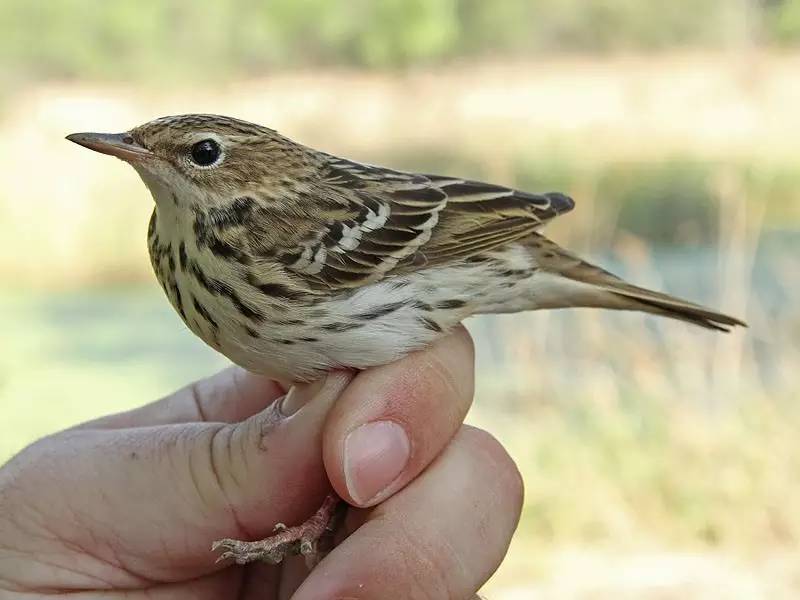 鵟鸟怎么读,鵟字怎么念