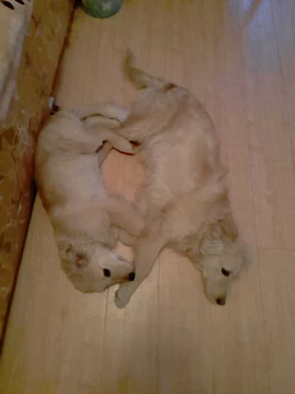 如果你能陪狗狗度过一生，你能不能这样？