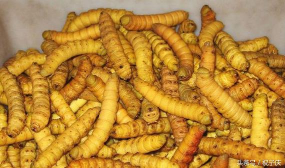 蜗牛在农业是害虫还是益虫,益虫防治害虫的方法有哪些