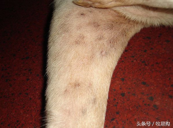 狗狗脓皮症掉毛最有效的治疗办法,狗狗得了皮肤病能够抹药膏吗