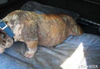 狗狗脓皮症掉毛最有效的治疗办法,狗狗得了皮肤病能够抹药膏吗