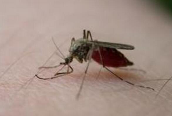 夏天什么血型的人最招蚊子,蚊子最喜欢什么血型人