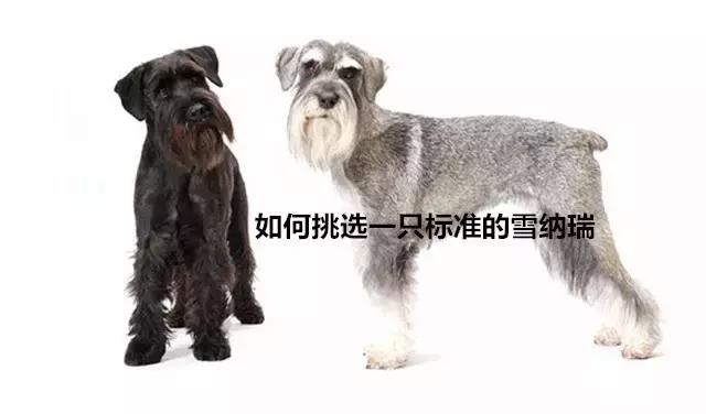 怎样挑选一只好的雪纳瑞犬,如何挑选一只合适家养的雪纳瑞