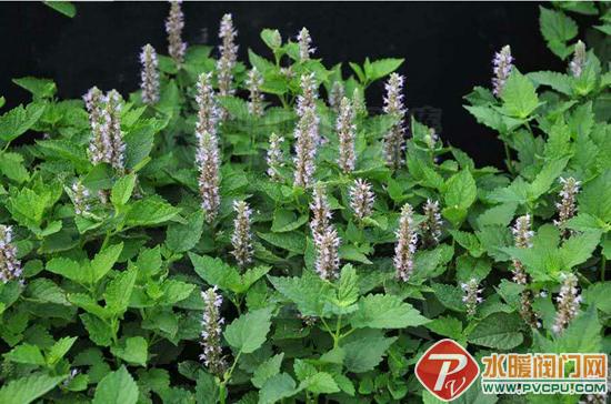 炎炎夏日解暑好东西,炎炎夏日清凉解暑美食