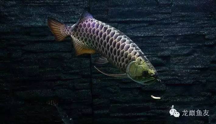 养龙三部曲，你学会了吗？