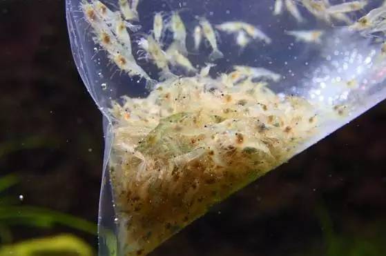 世界第一！台湾屏东水族王国靠出口观赏鱼虾年赚上亿