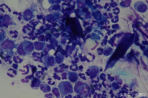 狗狗脓皮症掉毛最有效的治疗办法,狗狗得了皮肤病能够抹药膏吗