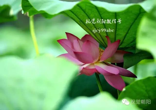 荷花酒,荷花图片