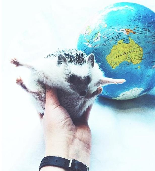 世界上最幸福的刺猬,世界上最幸福的小刺猬