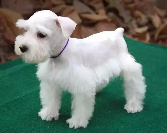 怎样挑选一只好的雪纳瑞犬,如何挑选一只合适家养的雪纳瑞