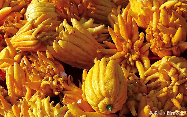 佛祖祝福之瓜——佛手瓜