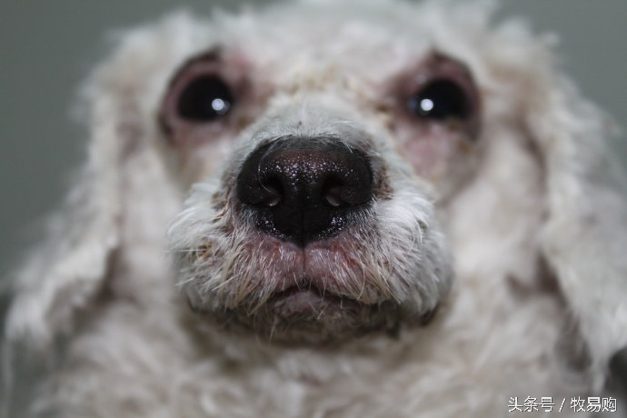 狗狗脓皮症掉毛最有效的治疗办法,狗狗得了皮肤病能够抹药膏吗