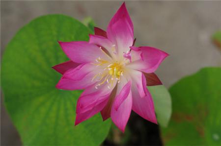 无土栽培碗莲要用什么肥,无土栽培碗莲能够养鱼吗