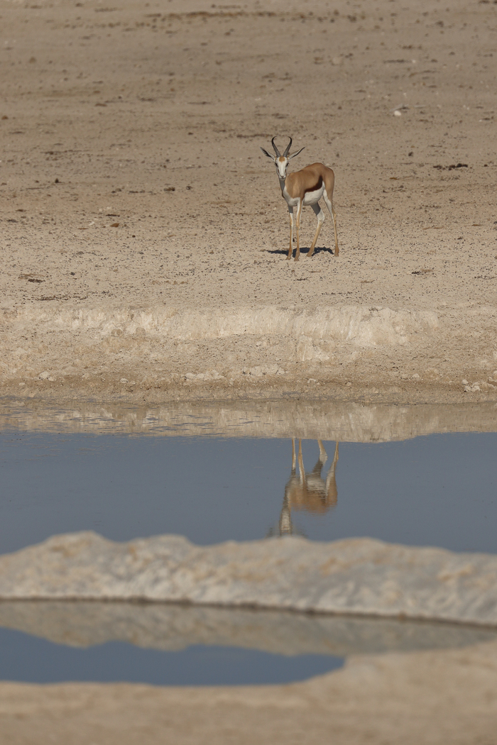 猎豹奔跑壮观,猎豹狂奔