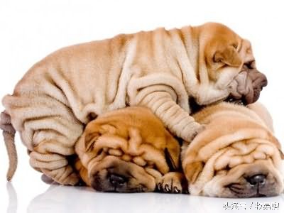 狗狗脓皮症掉毛最有效的治疗办法,狗狗得了皮肤病能够抹药膏吗