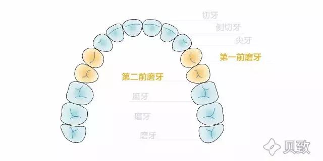 牙齿矫正是拔牙多好还是少好,为什么牙齿矫正一般都要拔牙