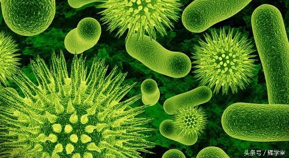 人体正常菌群的分布，对于有益的正常菌群应该加以保护