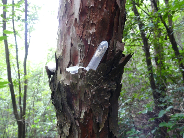 南京用长腿欧巴消灭行道树害虫