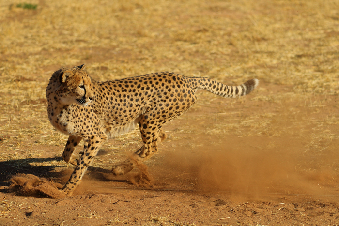 猎豹奔跑壮观,猎豹狂奔