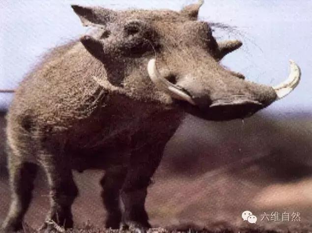 寿命最长的疣猪,见识一下疣猪顽强的生命力