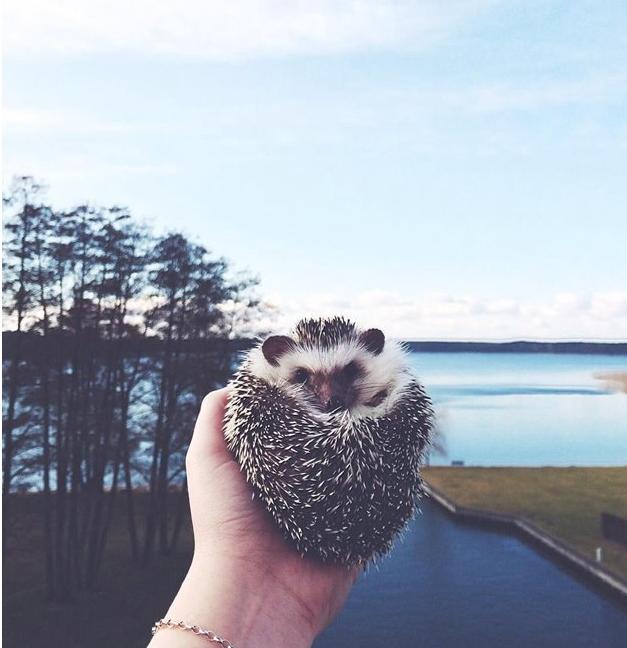 世界上最幸福的刺猬,世界上最幸福的小刺猬