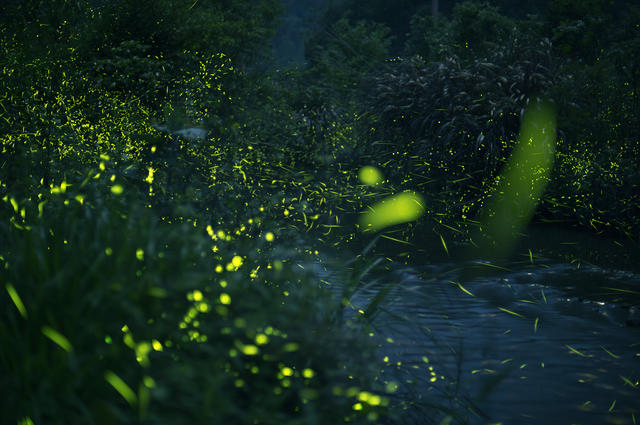 七夕买点萤火虫送TA？救救萤火虫！你的浪漫可能会让它走向灭绝