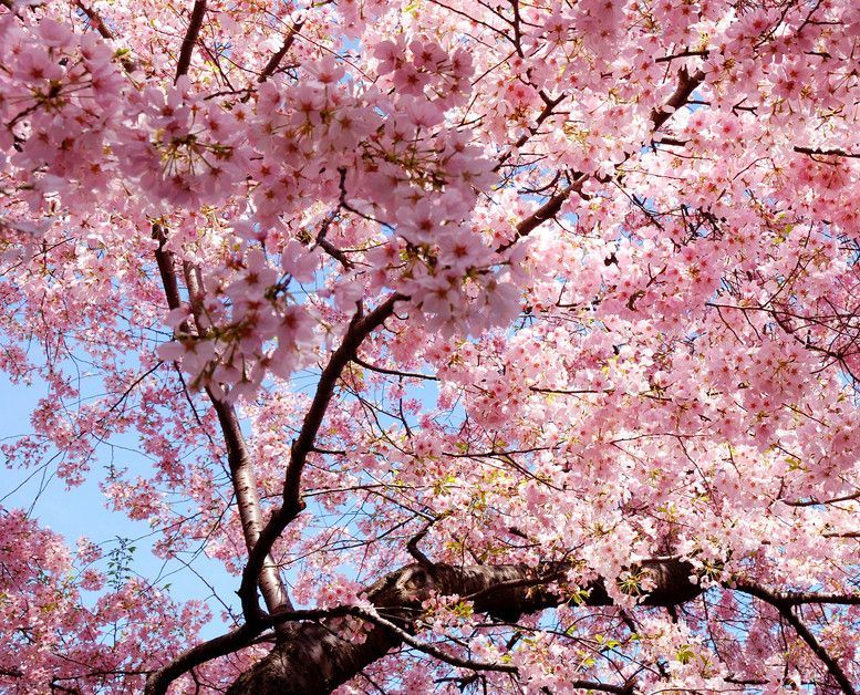 樱花屋金a区,樱花屋