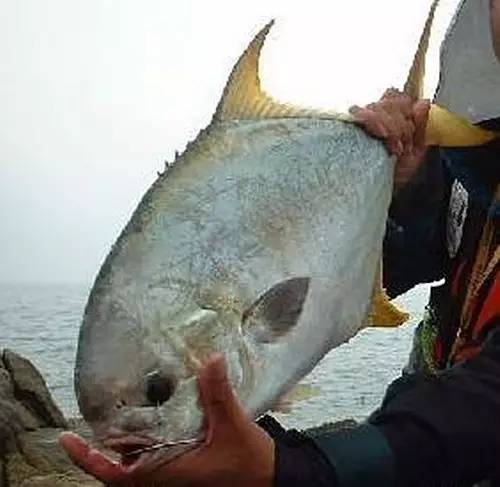 万山群岛钓鱼攻略,三步岗钓鱼攻略