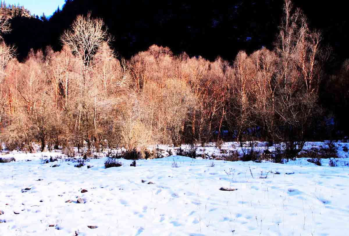 北山林场公园,北山森林植物园