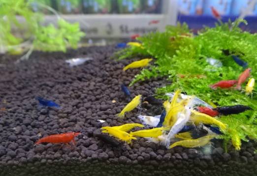 世界第一！台湾屏东水族王国靠出口观赏鱼虾年赚上亿