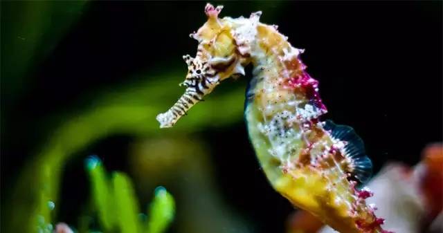 世界第一！台湾屏东水族王国靠出口观赏鱼虾年赚上亿