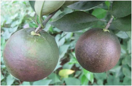 柑橘8月份病虫害防治,8月柑橘病虫害防治