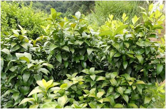 柑橘8月份病虫害防治,8月柑橘病虫害防治