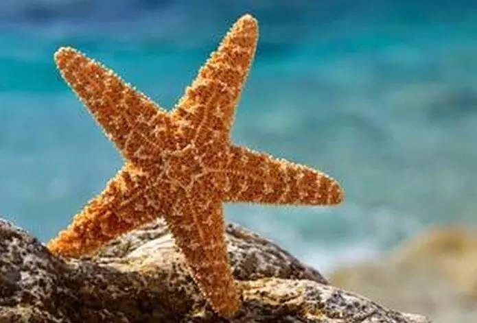 海星有的能不能吃,海星要多久才能吃