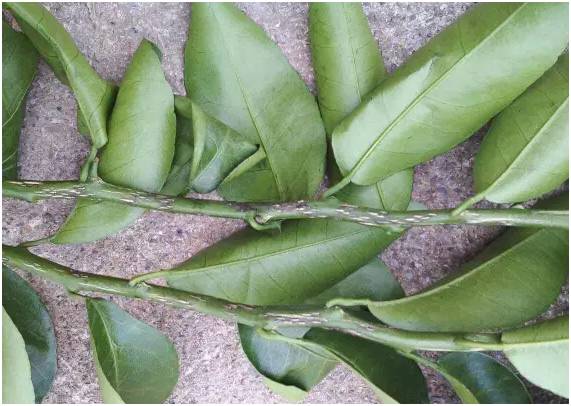 柑橘8月份病虫害防治,8月柑橘病虫害防治