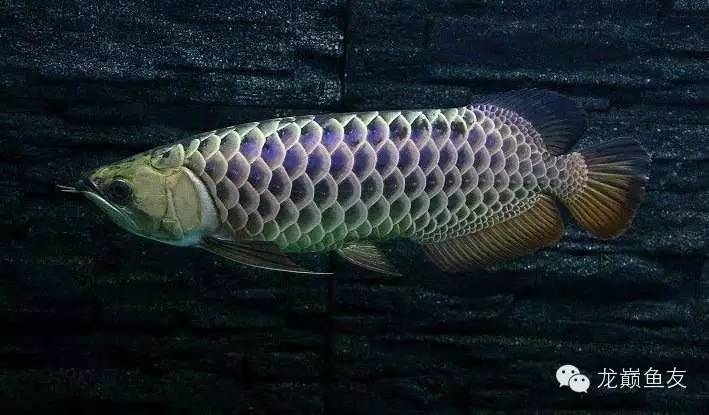 养龙三部曲，你学会了吗？