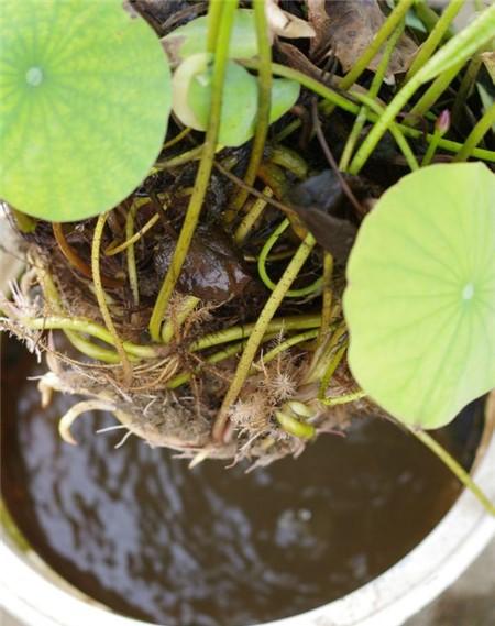 无土栽培碗莲要用什么肥,无土栽培碗莲能够养鱼吗